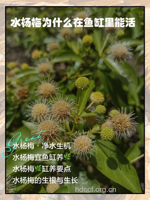 水杨梅根的功效与作用