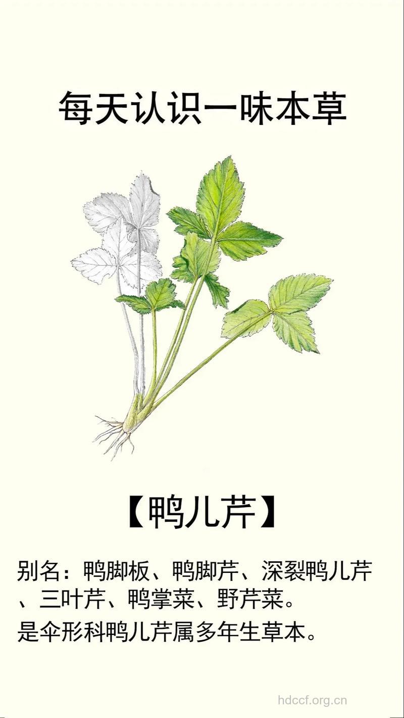 鸭儿芹根的功效与作用