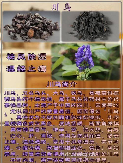 制川乌的功效与作用