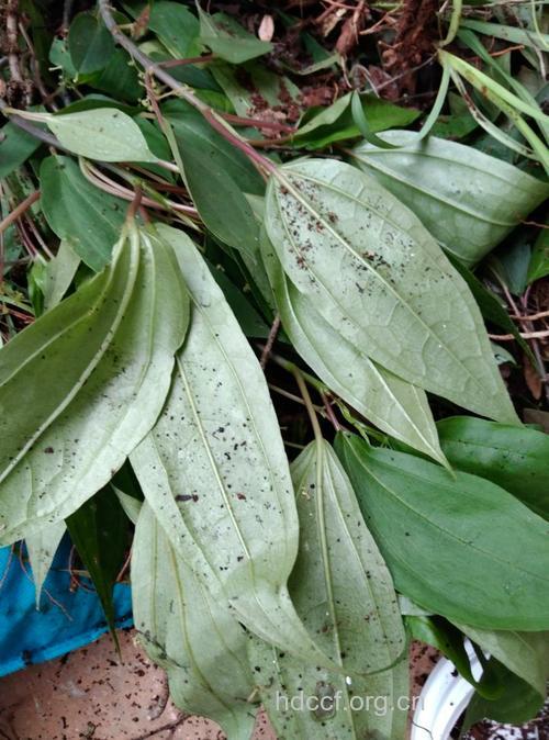 三条筋的功效与作用