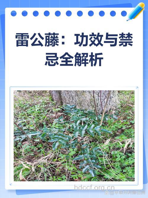 雷公藤可以击倒银屑病