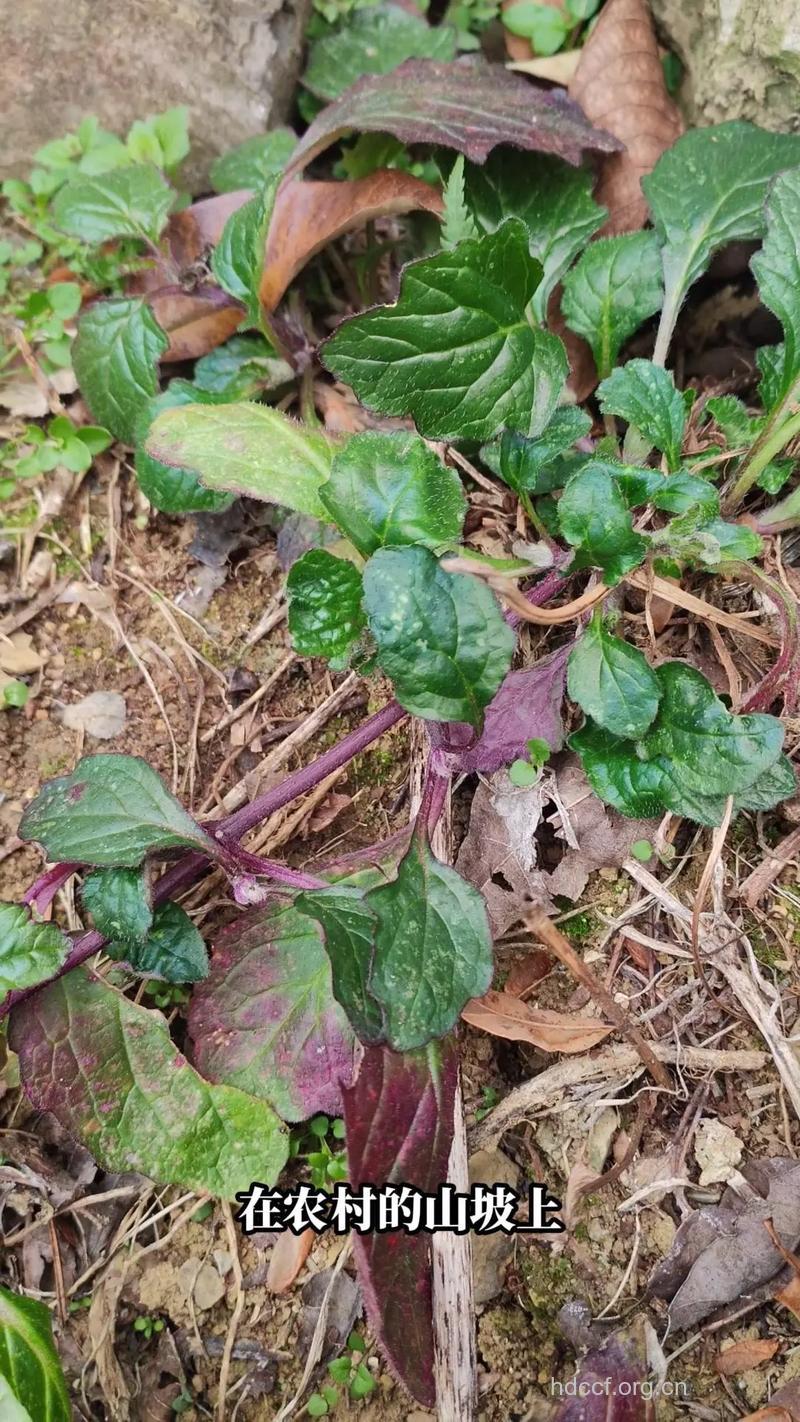 牛耳散血草的功效与作用