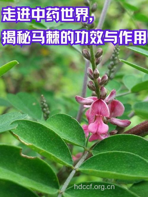 马棘的功效与作用