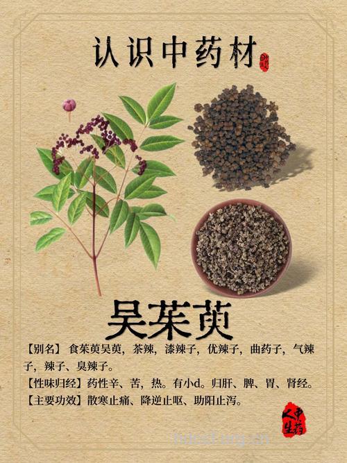 吴茱萸根的功效与作用