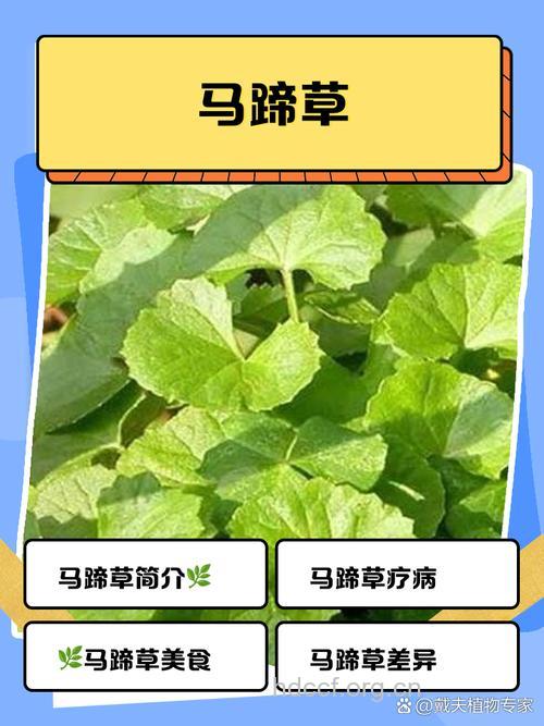 马蹄草的功效与作用