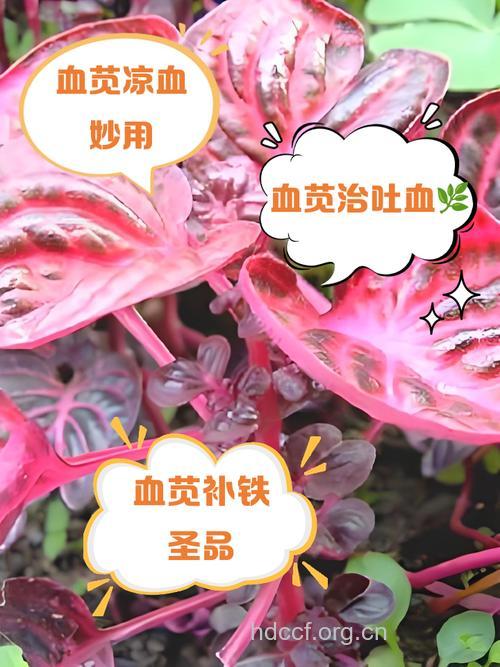 血苋的功效与作用