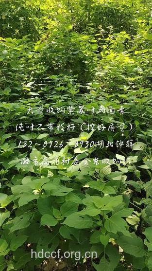 两面青的功效与作用