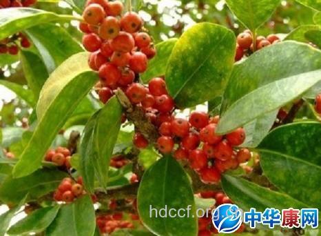 山道年蒿的功效与作用