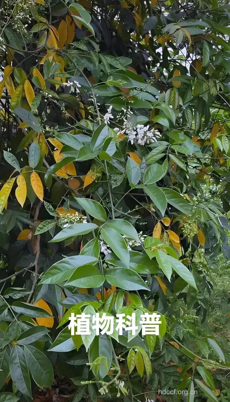 毛枝鱼藤的功效与作用