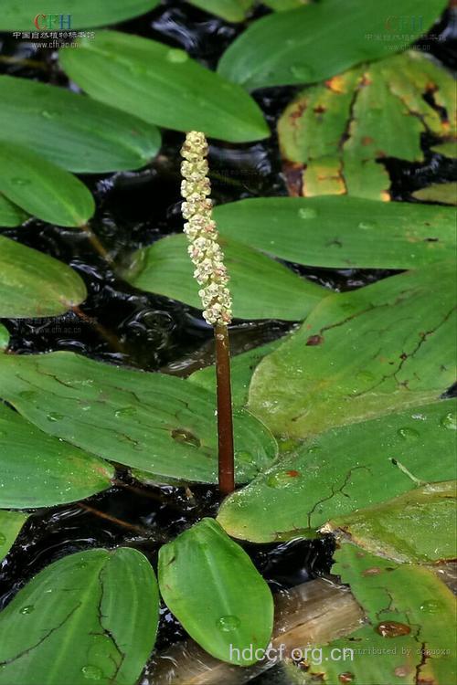 眼子菜的功效与作用