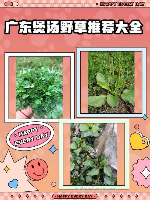 小广藤的功效与作用