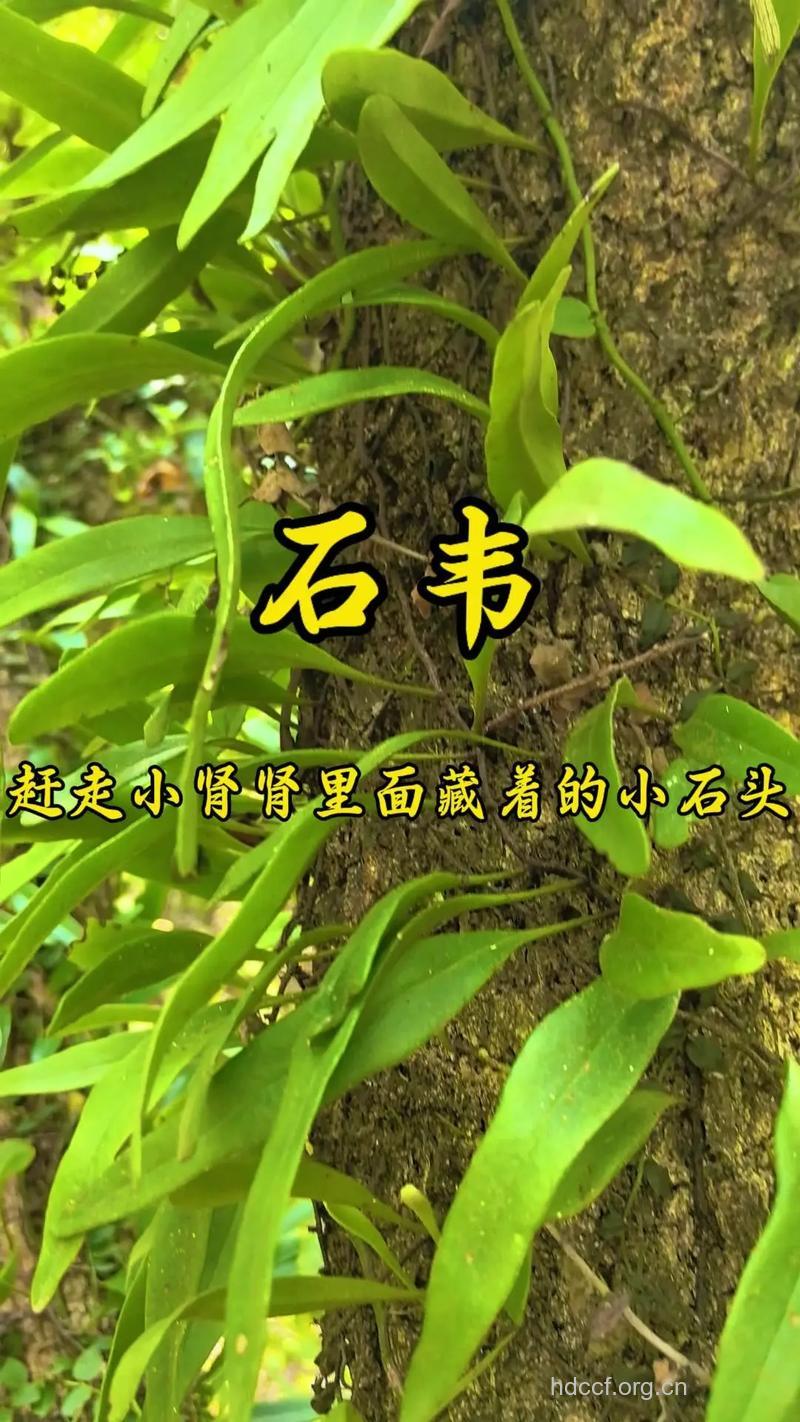 石凤丹的功效与作用