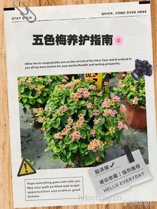 五色梅花的功效与作用
