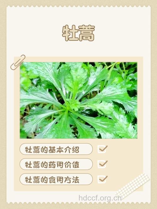 牡蒿根的功效与作用