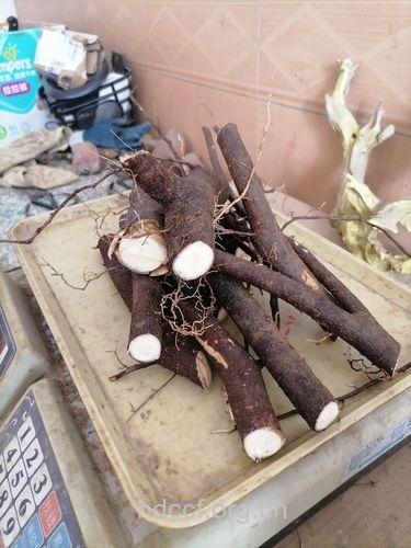 油桐根的功效与作用