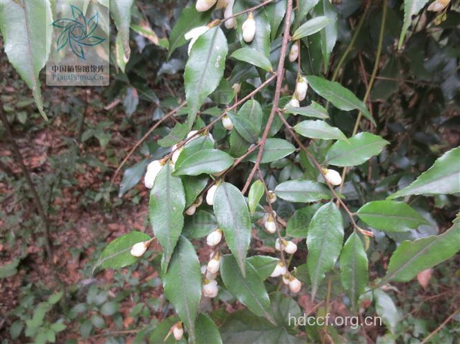 尖连蕊茶根的功效与作用
