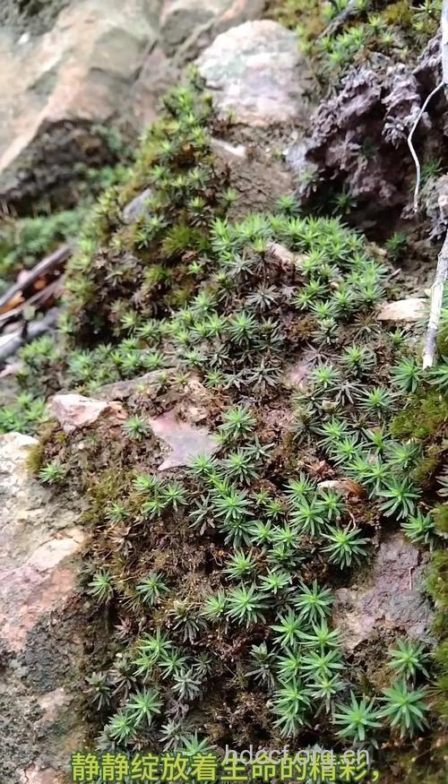 小口小金发藓的功效与作用