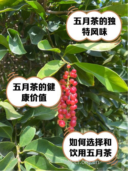 五月茶的功效与作用