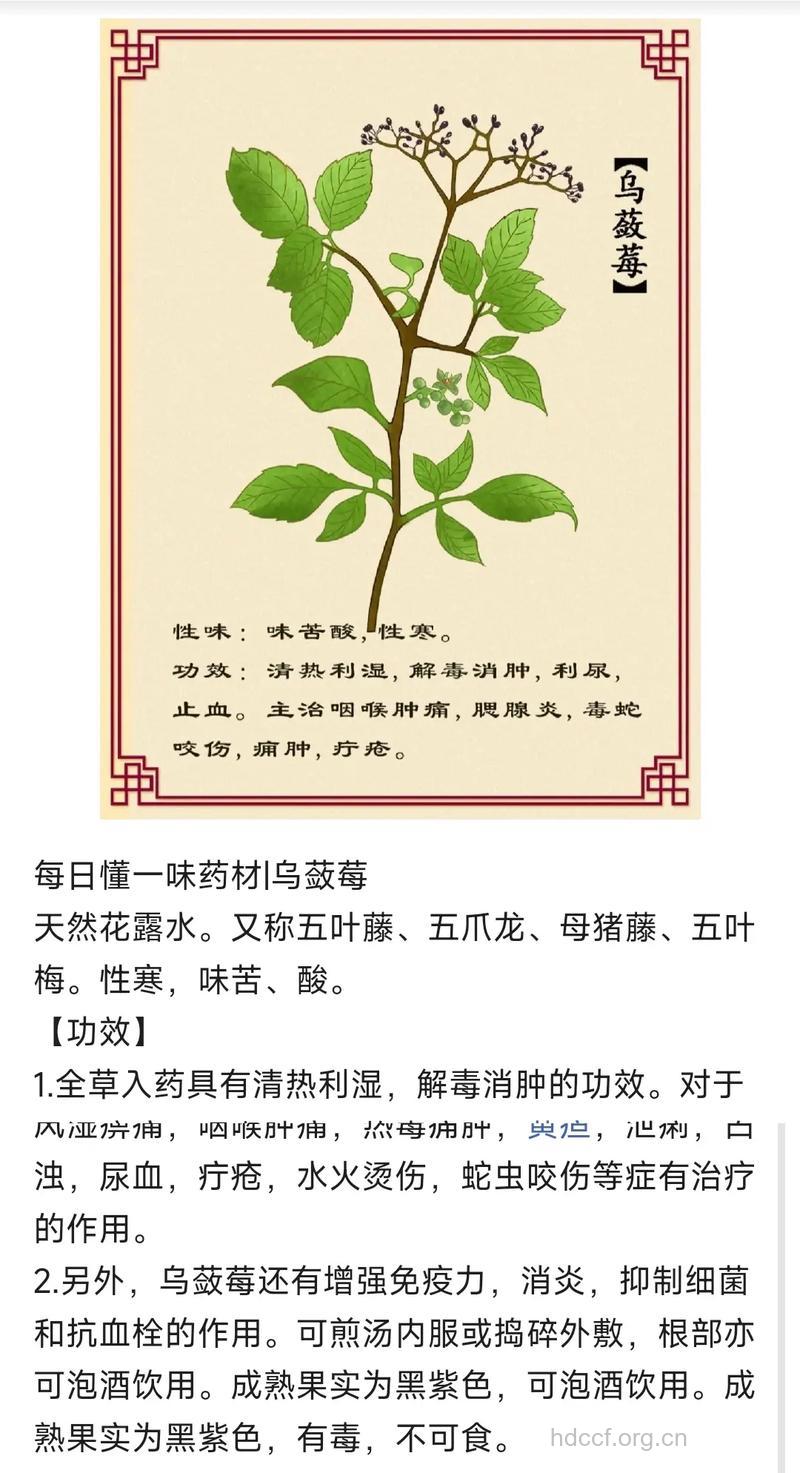 细叶乌蔹莓的功效与作用
