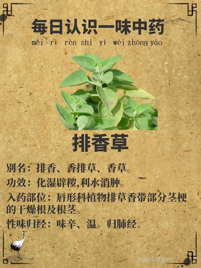香排草的功效与作用