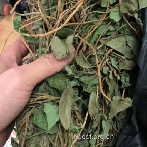 金狮藤的功效与作用