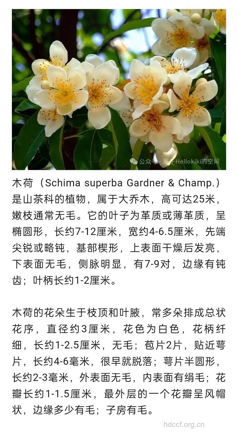 木荷叶的功效与作用