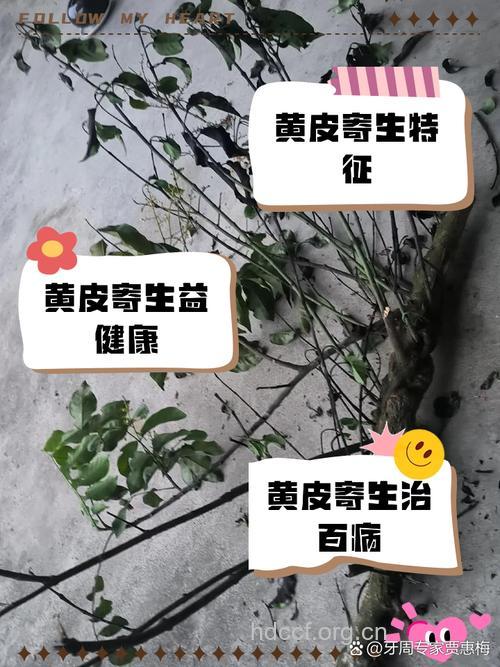 寄生黄的功效与作用