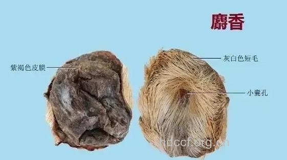 麝香壳的功效与作用