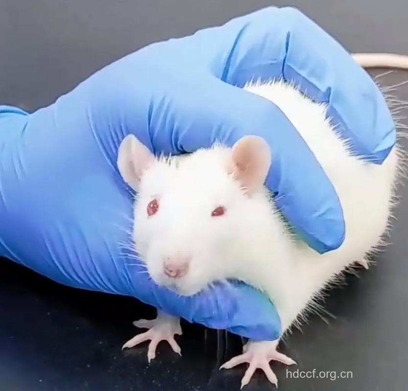 银屑病及实验动物研究