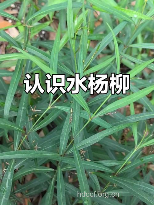 水杨柳的功效与作用