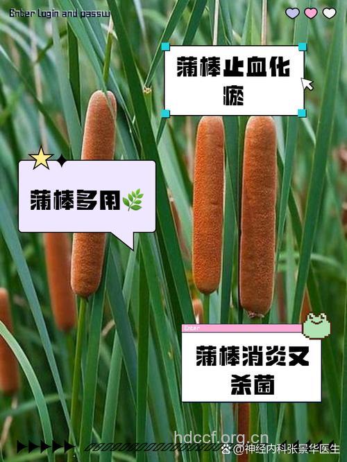 蒲棒的功效与作用