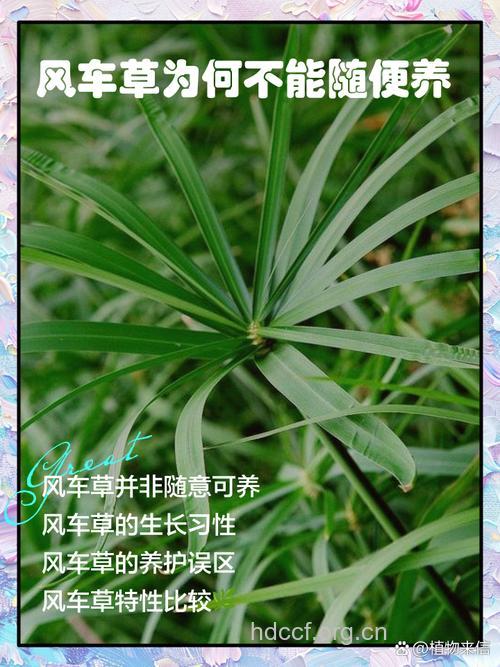 四轮草的功效与作用