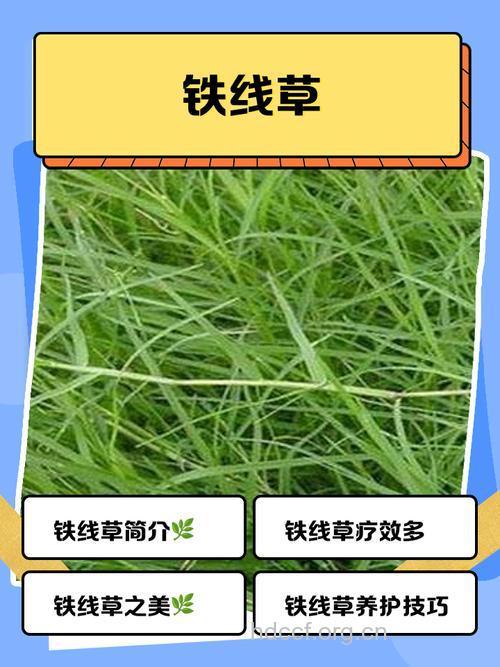 铁线草的功效与作用