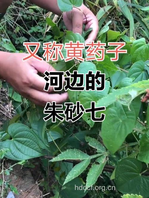 朱砂七的功效与作用