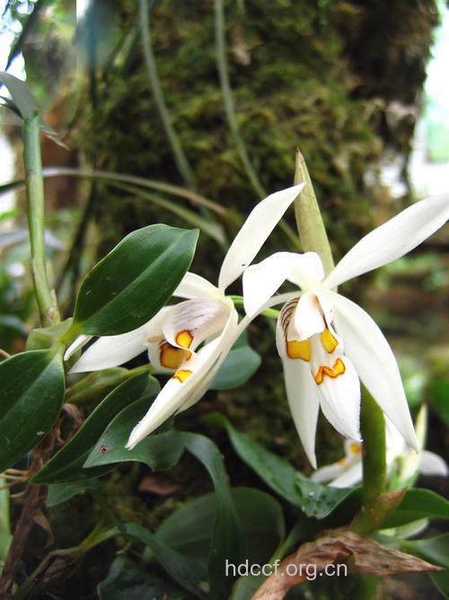 卵叶贝母的功效与作用