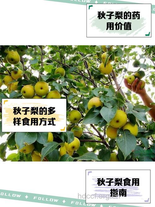 秋子梨的功效与作用