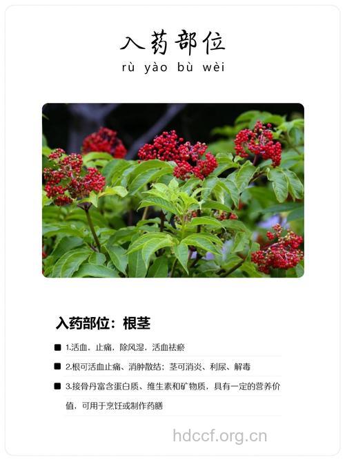 水接骨丹的功效与作用