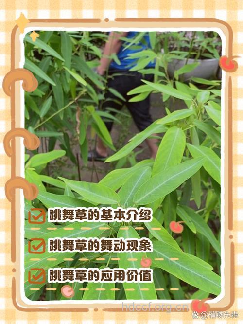 舞草的功效与作用