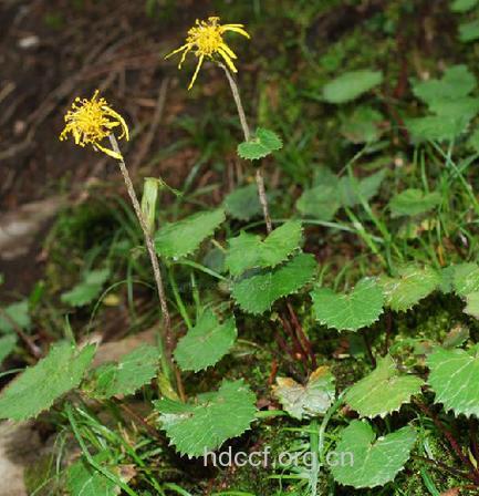 太白小紫菀的功效与作用