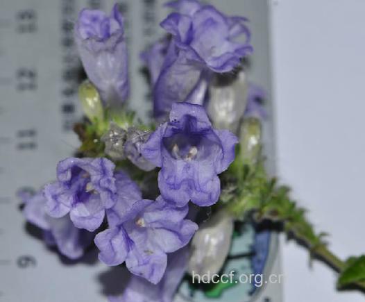 十三年花的功效与作用