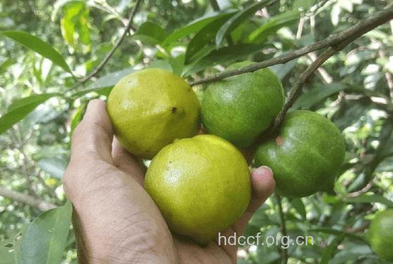 歪脖子果的功效与作用