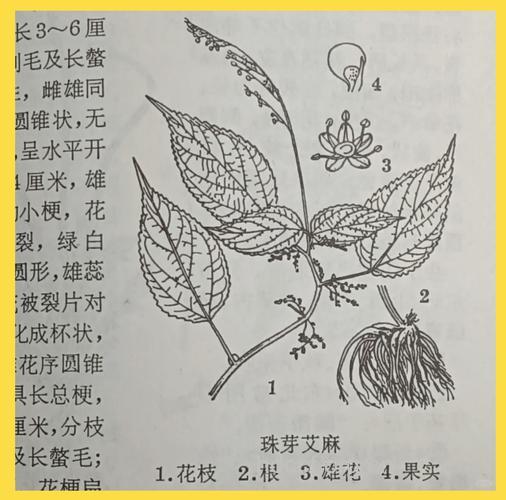 野绿麻的功效与作用