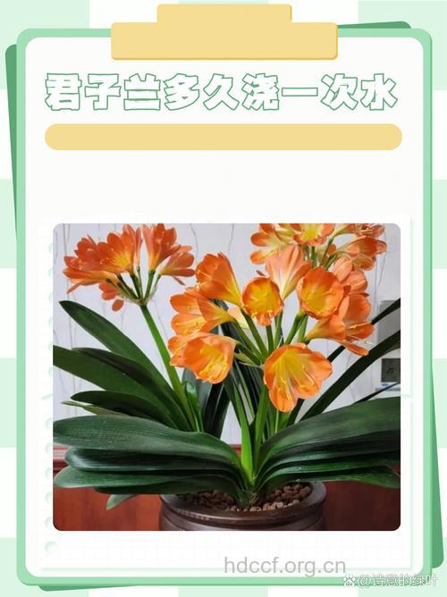 芦子兰的功效与作用