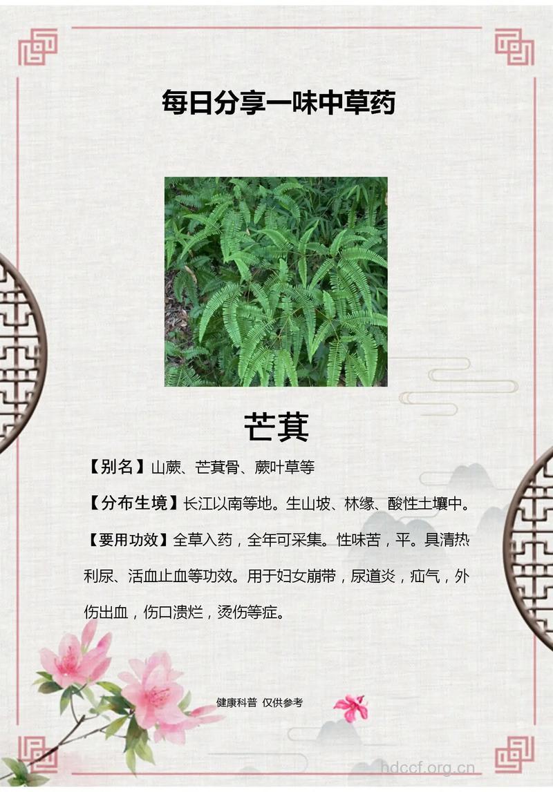 芒根的功效与作用