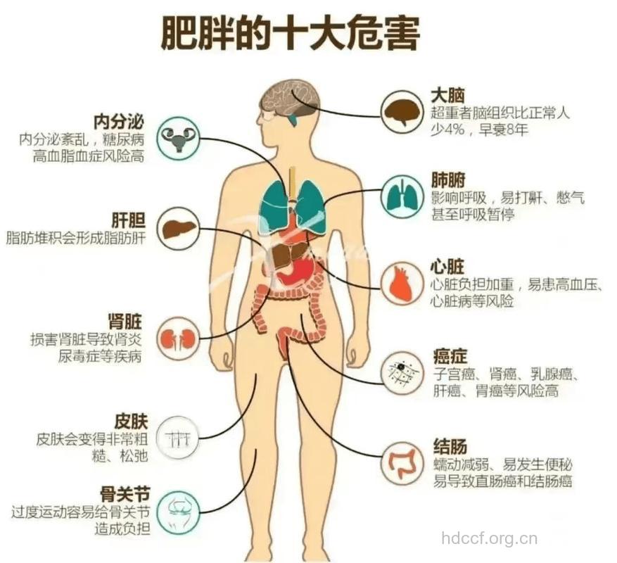肥胖会引发人类的健康危机