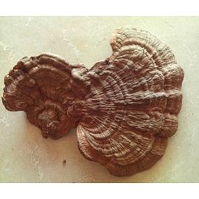 空柄假牛肝的功效与作用