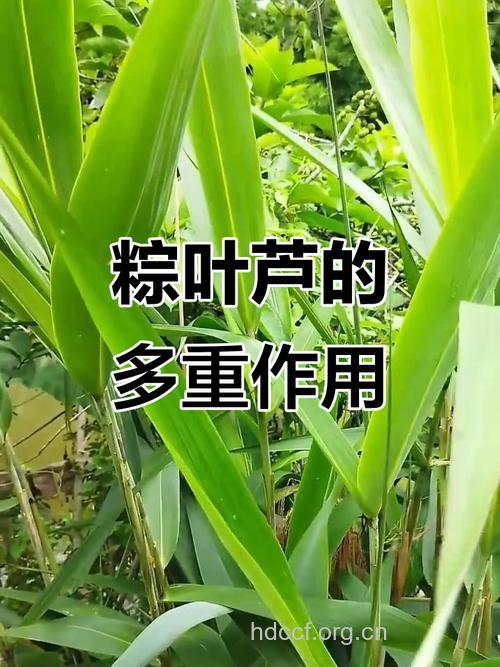 棕叶芦的功效与作用