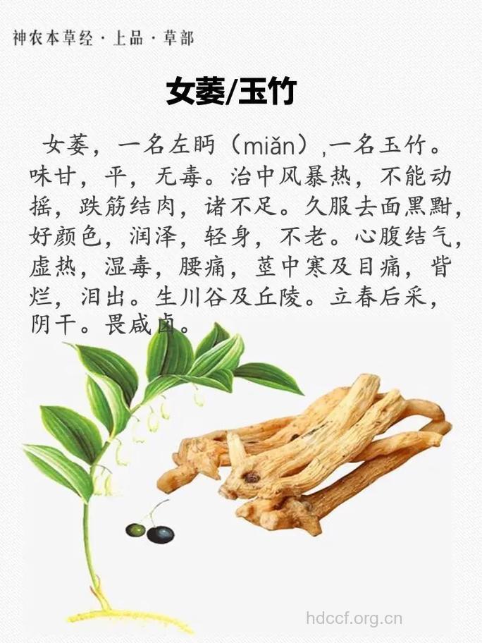 女萎的功效与作用