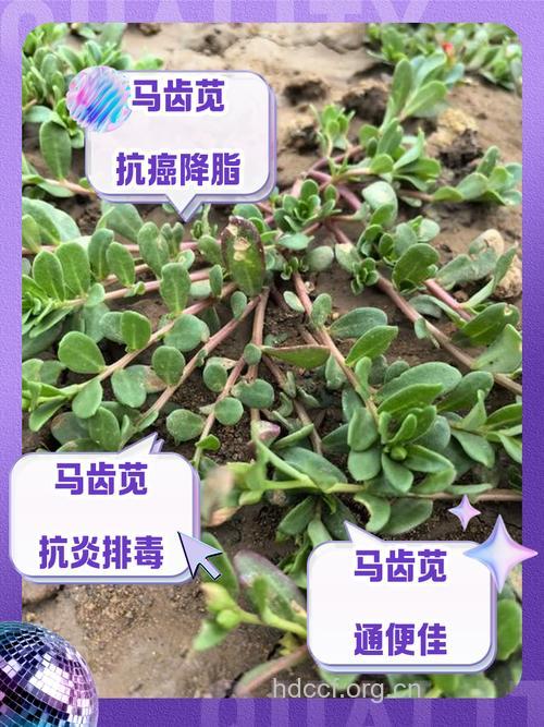 娘娘菜的功效与作用