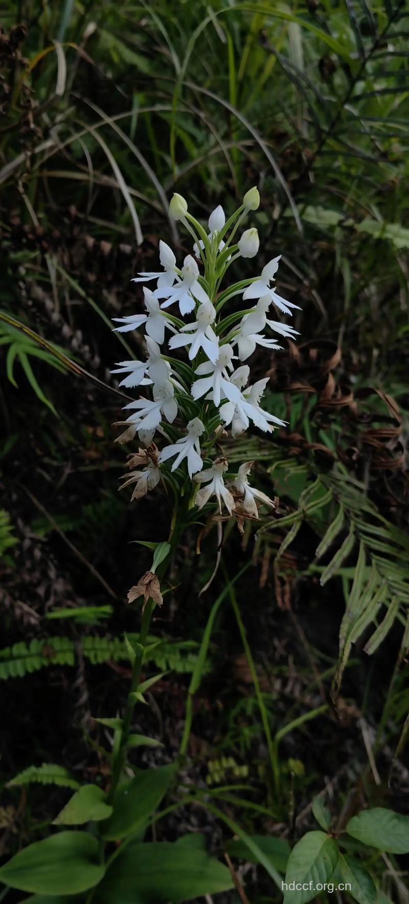 双肾参的功效与作用